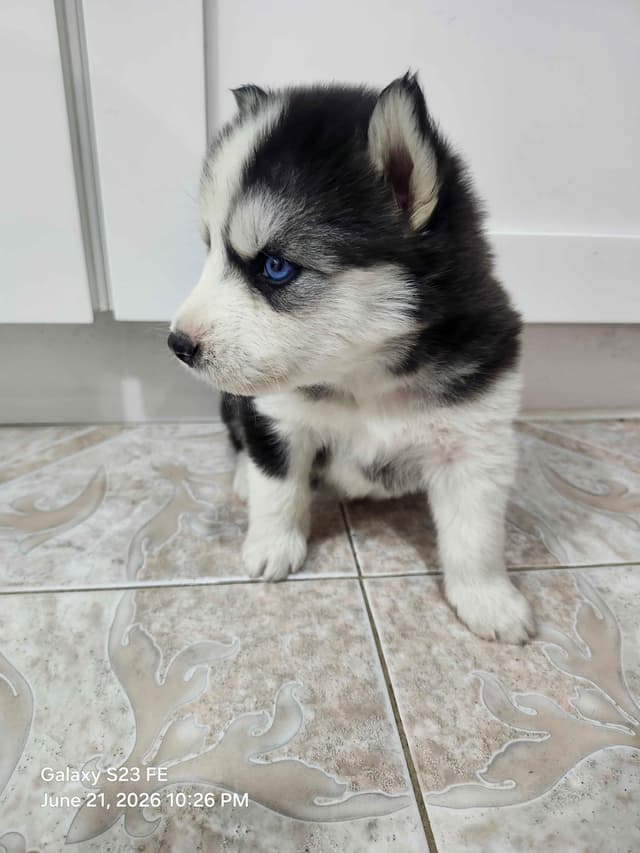 Siberian Husky Puppies media 2