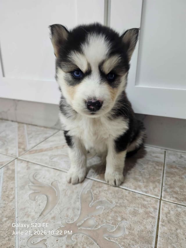 Siberian Husky Puppies media 7