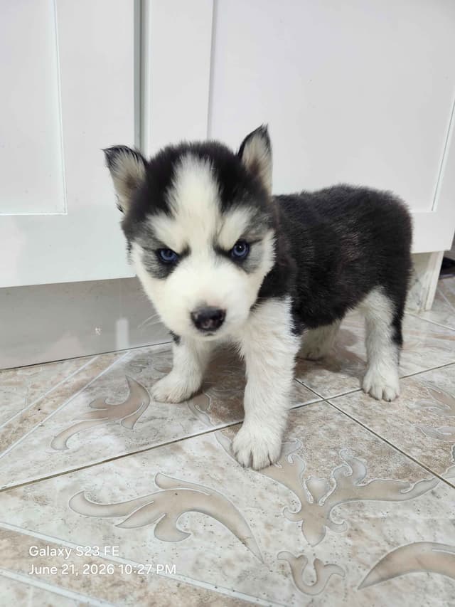Siberian Husky Puppies media 8