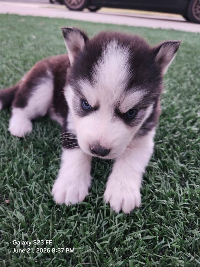 Siberian Husky Puppies media 10