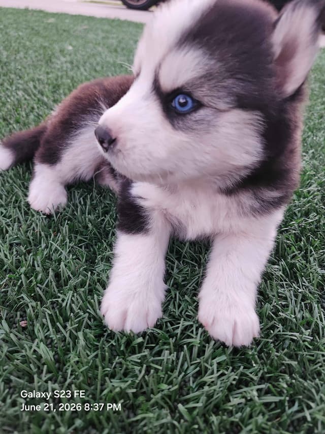 Siberian Husky Puppies media 9