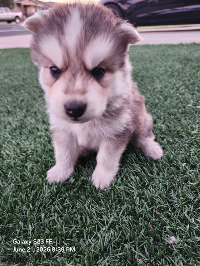 Siberian Husky Puppies media 12