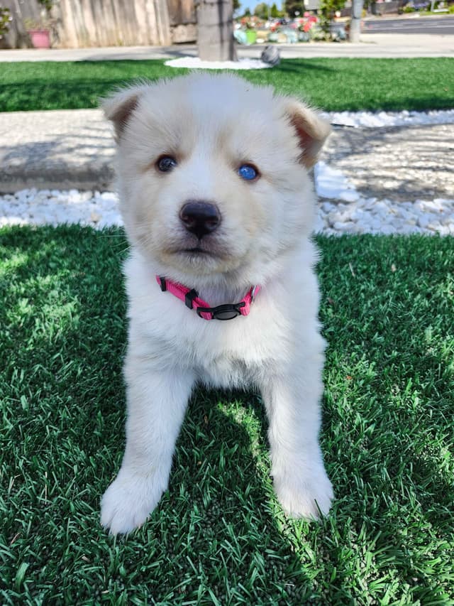 Siberian Husky Puppies media 4