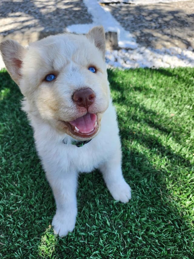 Siberian Husky Puppies media 7