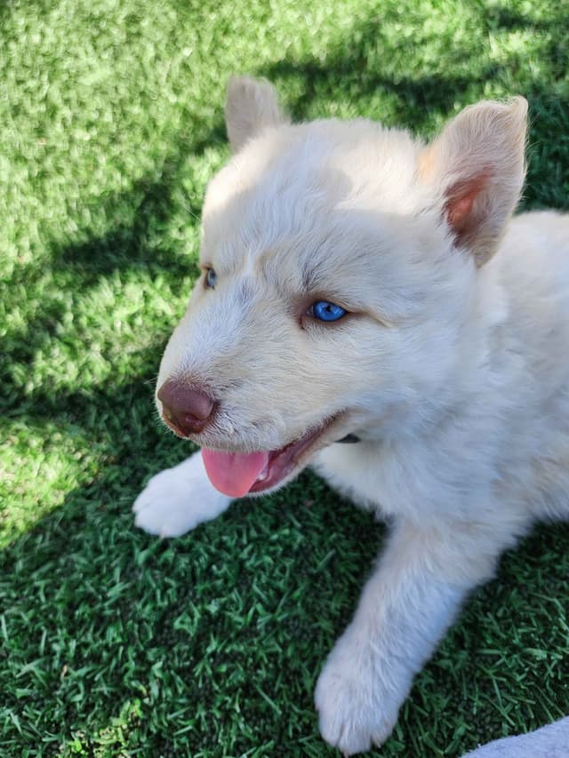 Siberian Husky Puppies media 9