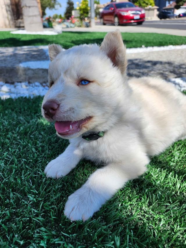 Siberian Husky Puppies media 8