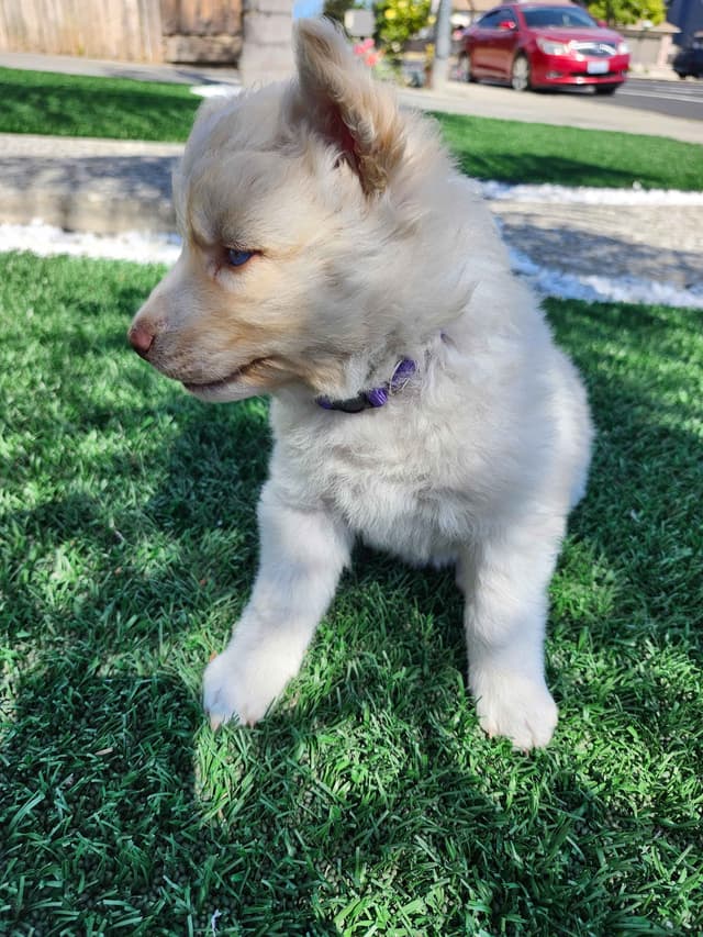 Siberian Husky Puppies media 10