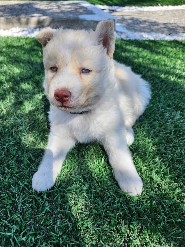Siberian Husky Puppies media 11