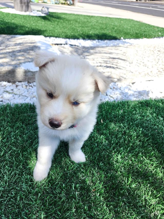 Siberian Husky Puppies media 6