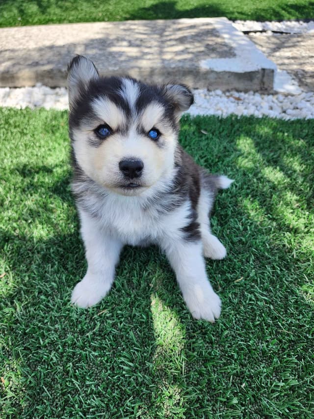 Siberian Husky Puppies media 13