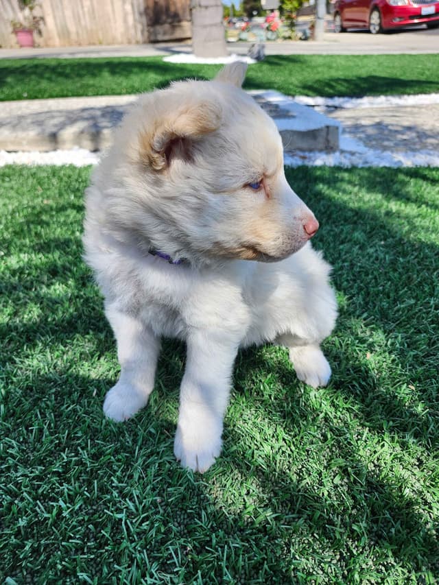 Siberian Husky Puppies media 12