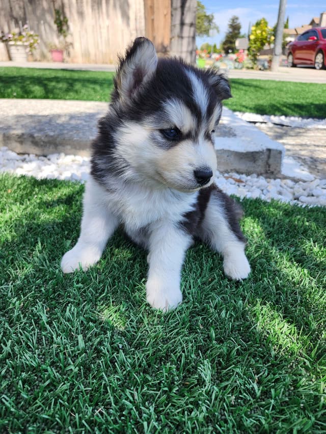 Siberian Husky Puppies media 14