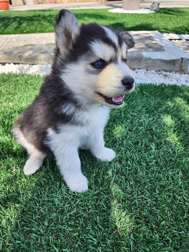 Siberian Husky Puppies media 15