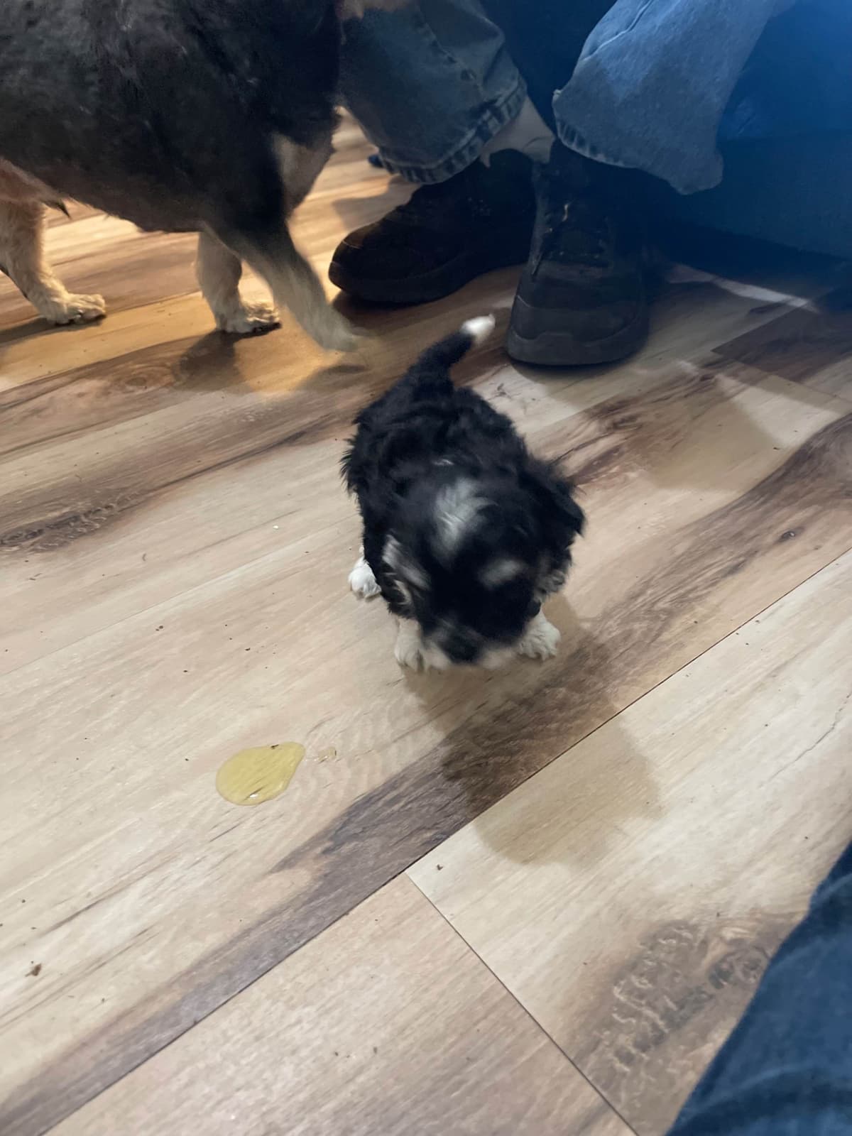 Havanese Puppies breeder image 1