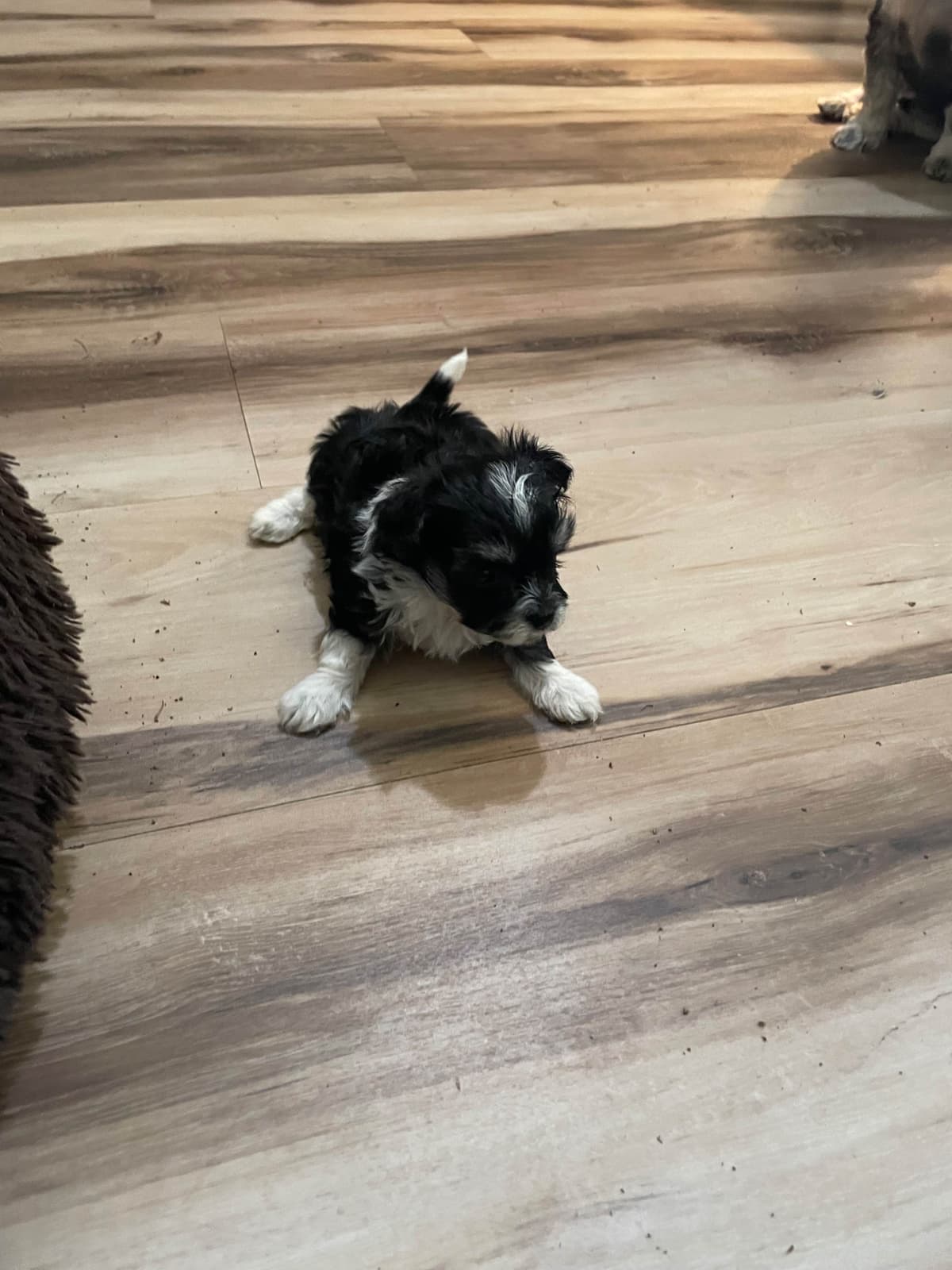Havanese Puppies breeder image 2