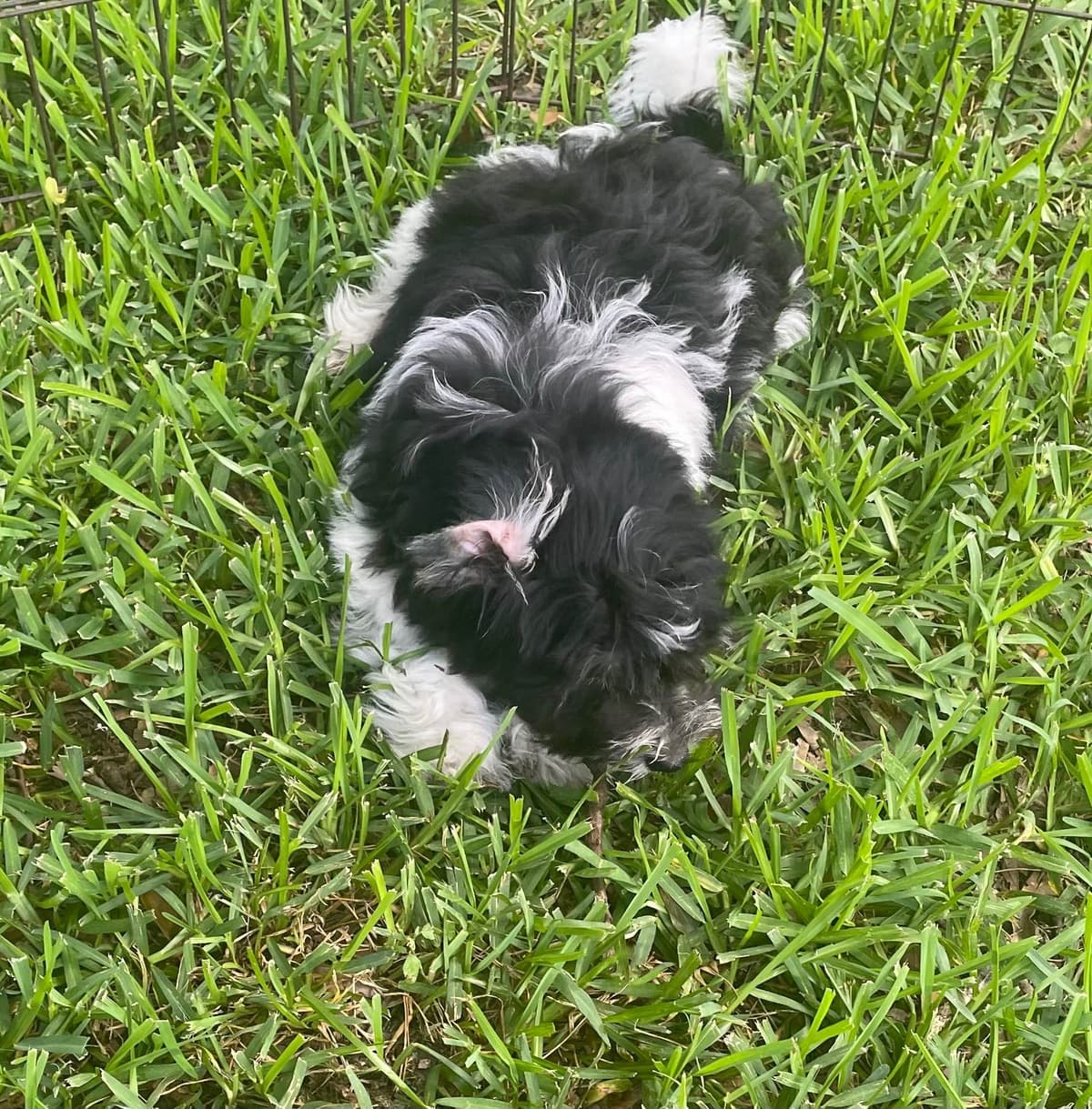 Havanese Puppies breeder image 4
