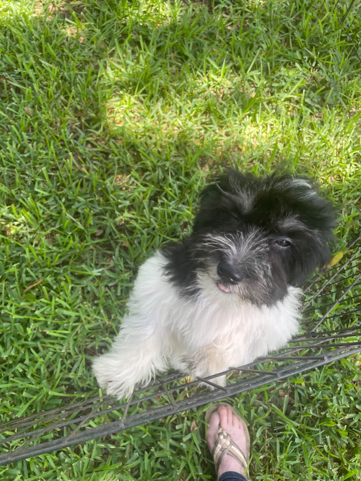 Havanese Puppies breeder image 6