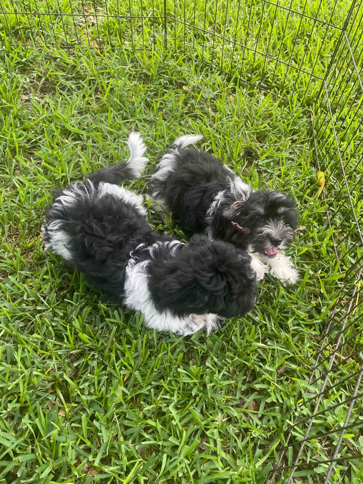Havanese Puppies breeder image 8
