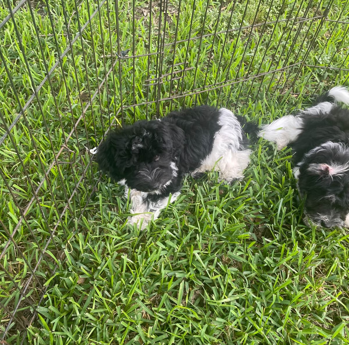 Havanese Puppies breeder image 9
