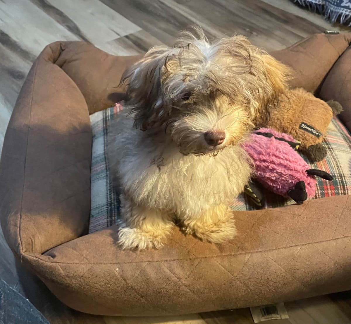 Havanese Puppies breeder image 12