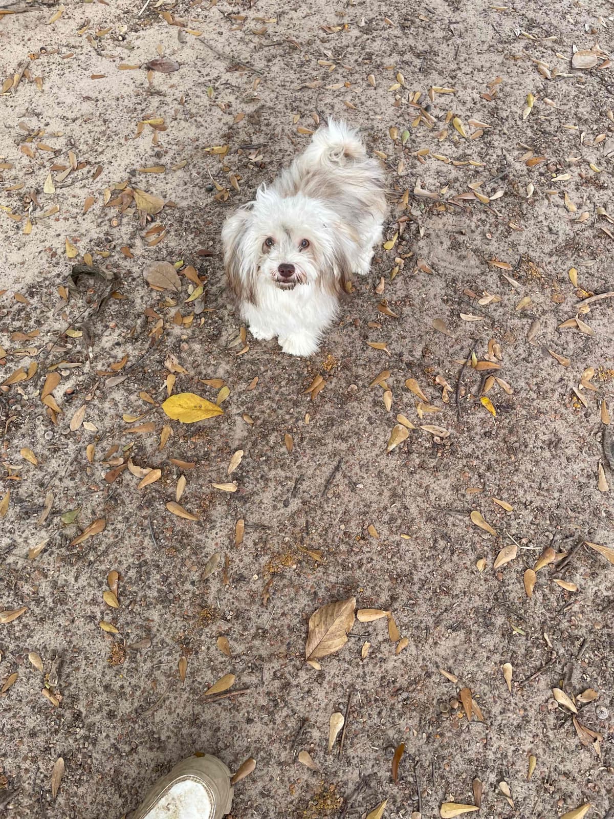 Havanese Puppies breeder image 18