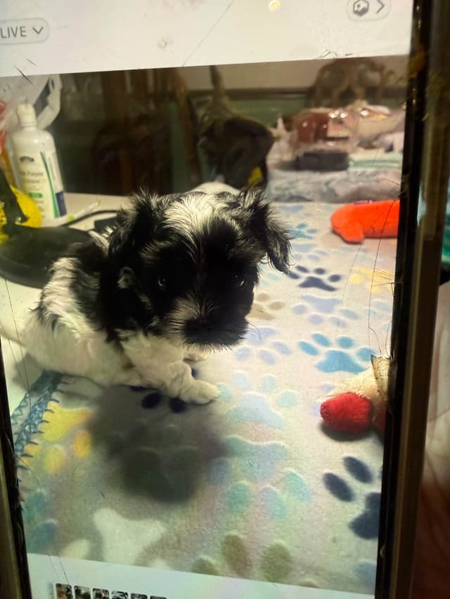 Havanese Puppies media 3