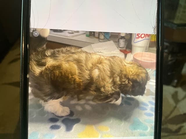 Havanese Puppies media 4