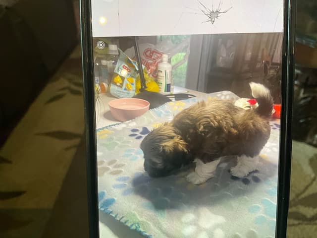 Havanese Puppies media 5