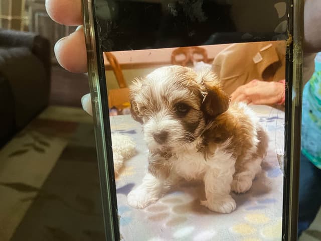 Havanese Puppies media 6