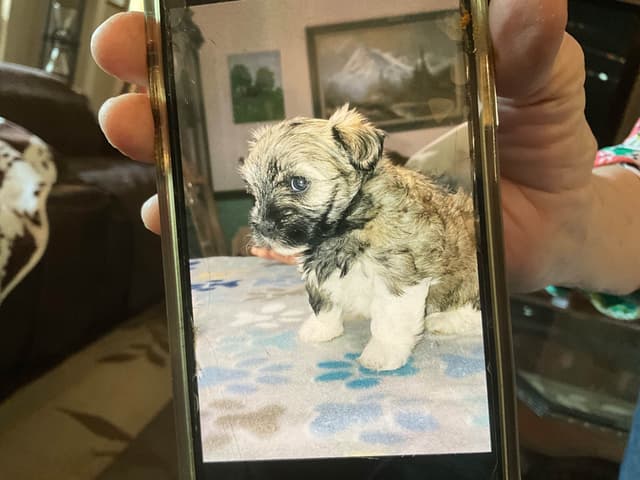 Havanese Puppies media 8