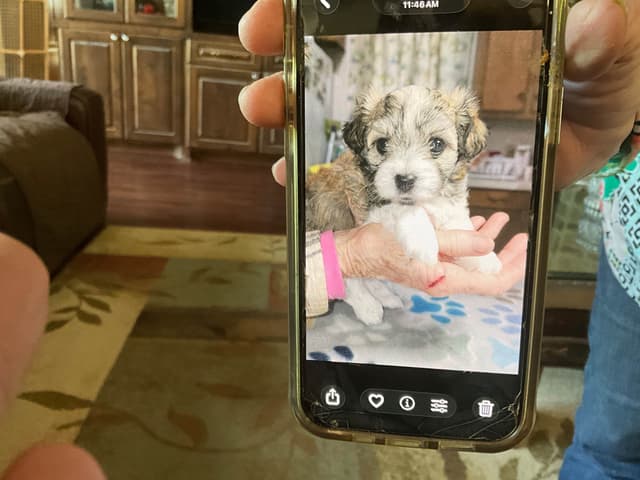 Havanese Puppies media 7