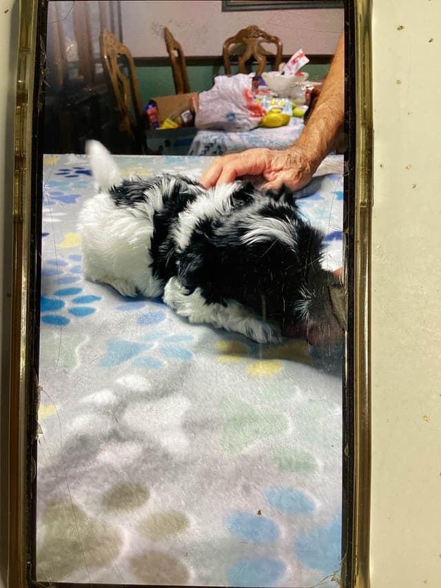 Havanese Puppies media 11