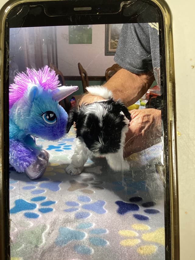 Havanese Puppies media 12