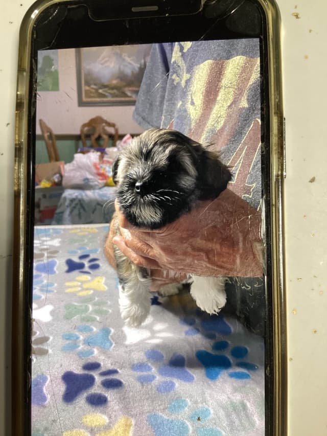Havanese Puppies media 13