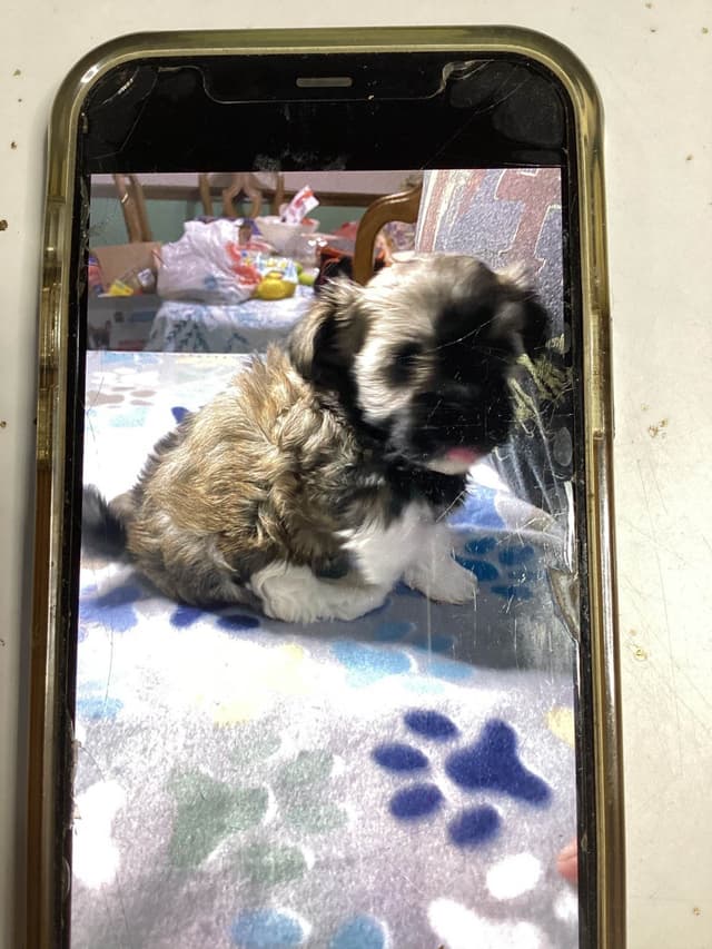 Havanese Puppies media 14