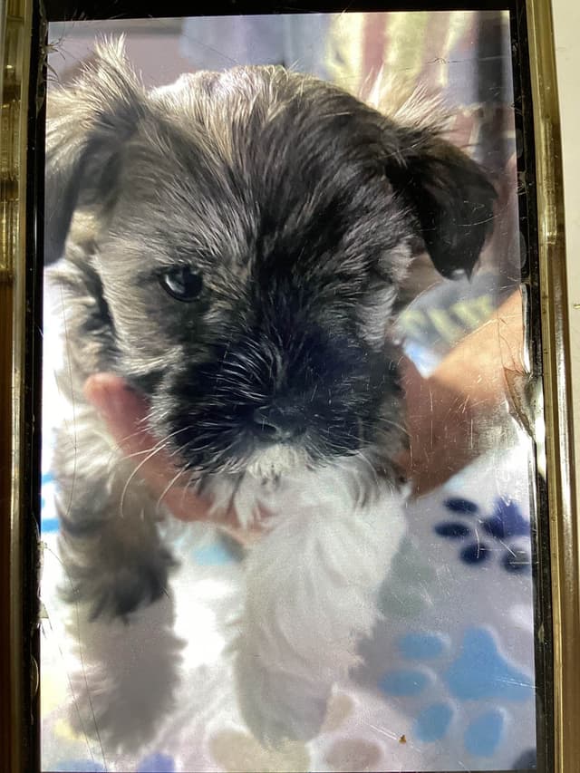 Havanese Puppies media 16