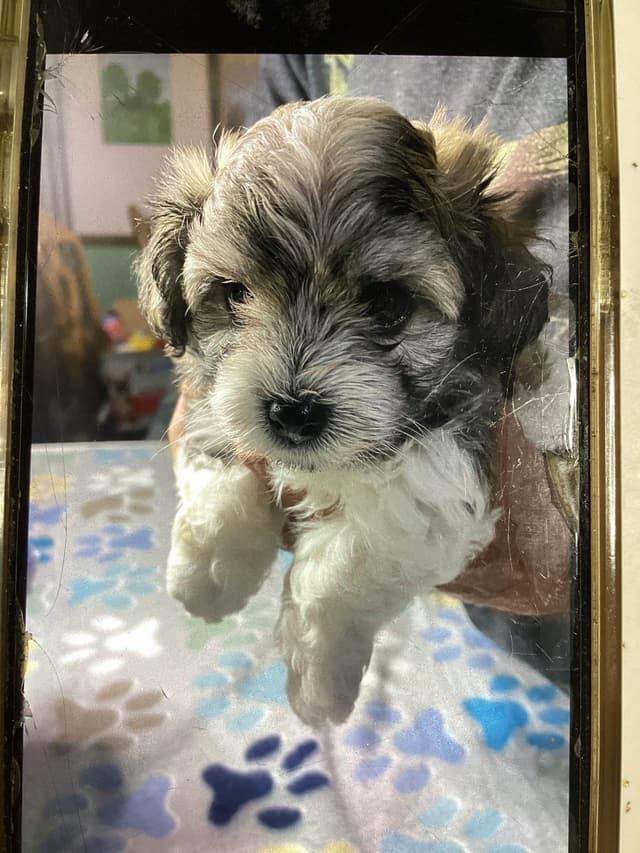 Havanese Puppies media 17