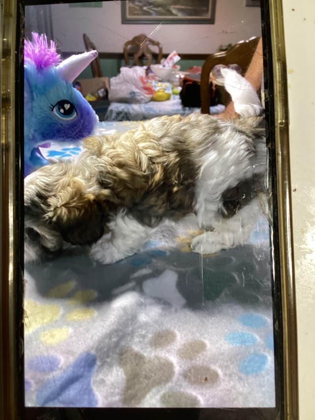 Havanese Puppies media 18