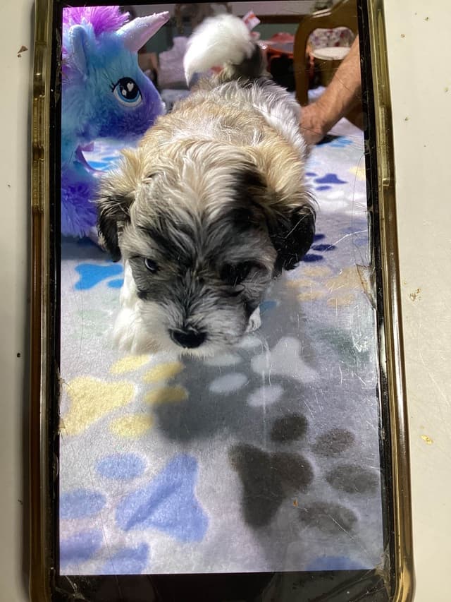 Havanese Puppies media 19