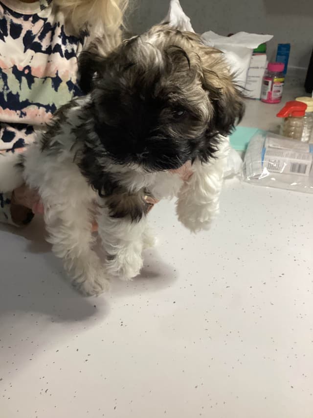 Havanese Puppies media 21