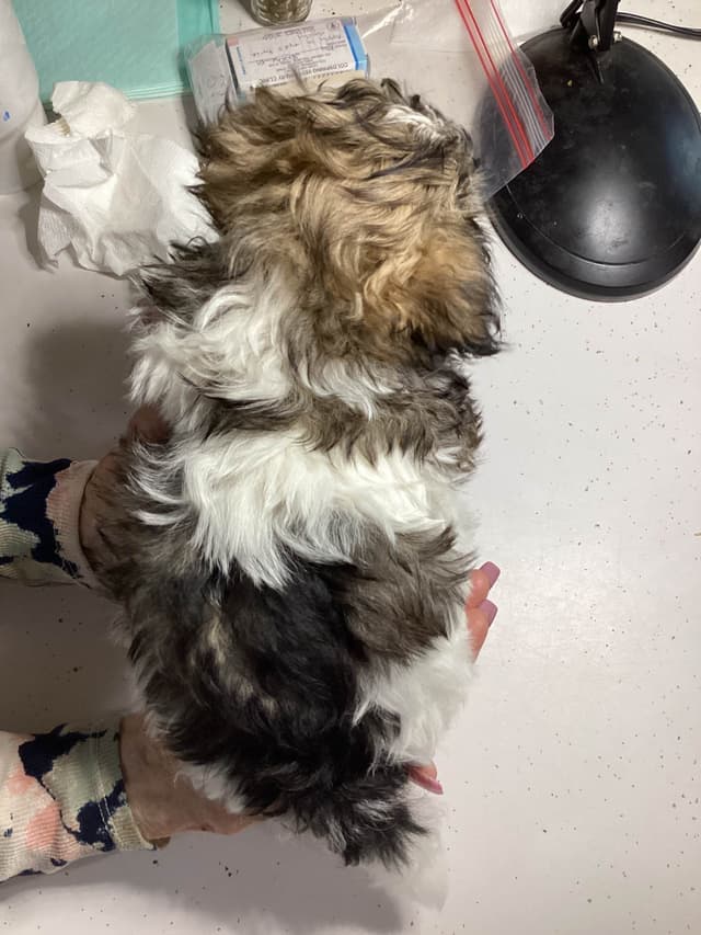 Havanese Puppies media 22