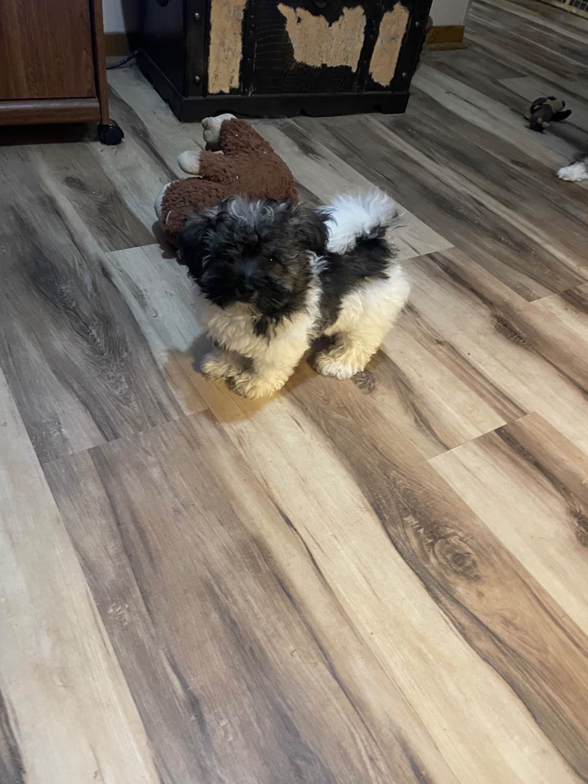 Havanese Puppies breeder image 22