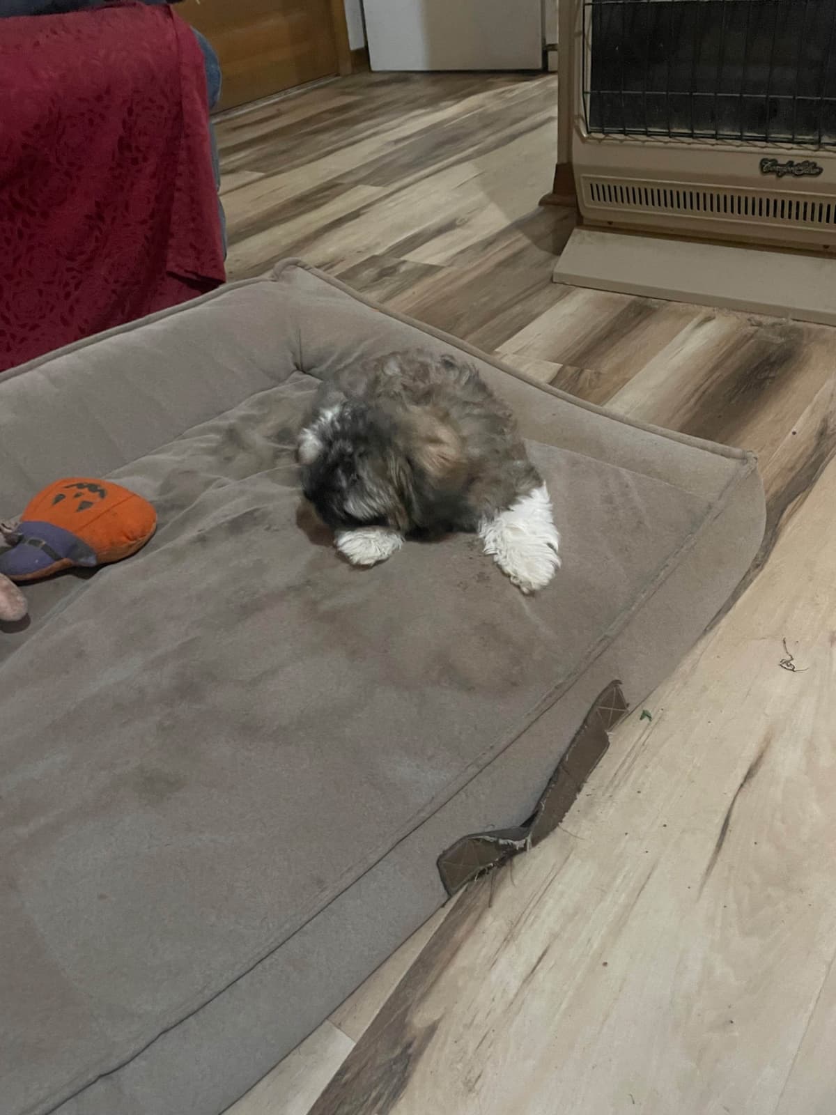 Havanese Puppies breeder image 23