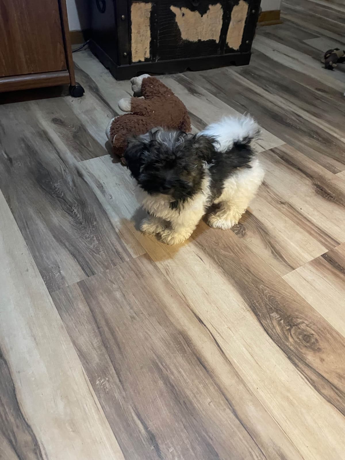 Havanese Puppies breeder image 24