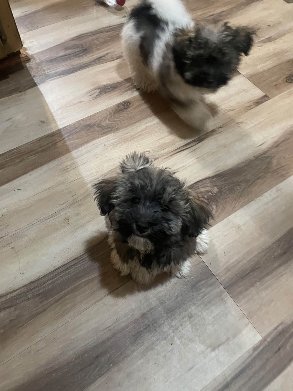 Havanese Puppies breeder image 25