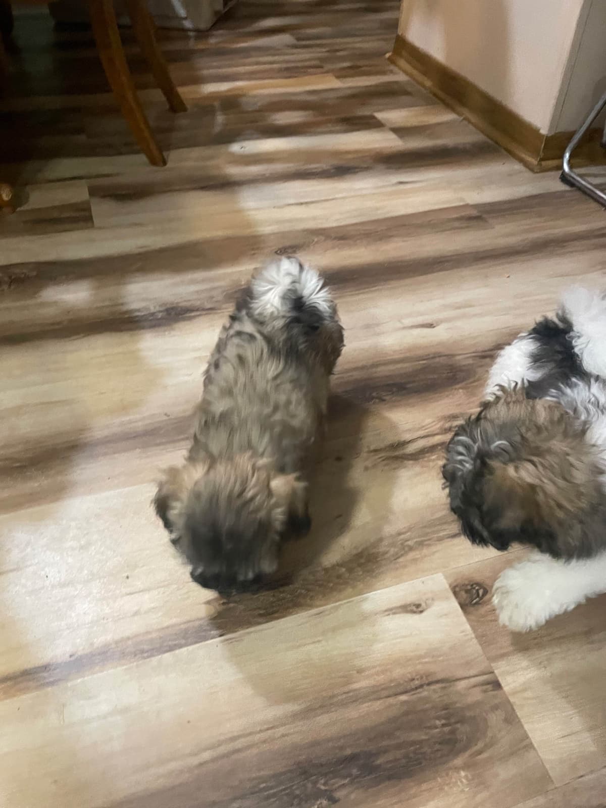 Havanese Puppies breeder image 26