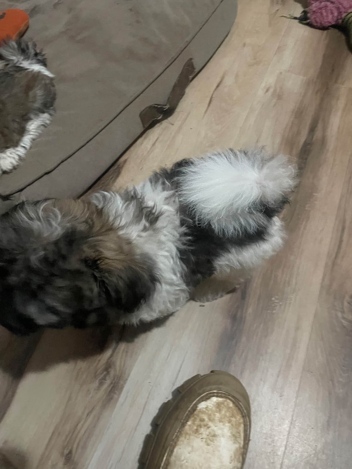 Havanese Puppies breeder image 28