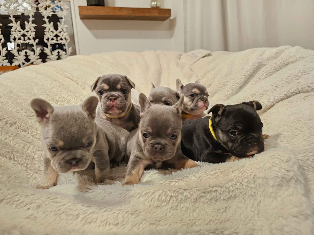 French Bulldog Puppies breeder image 1