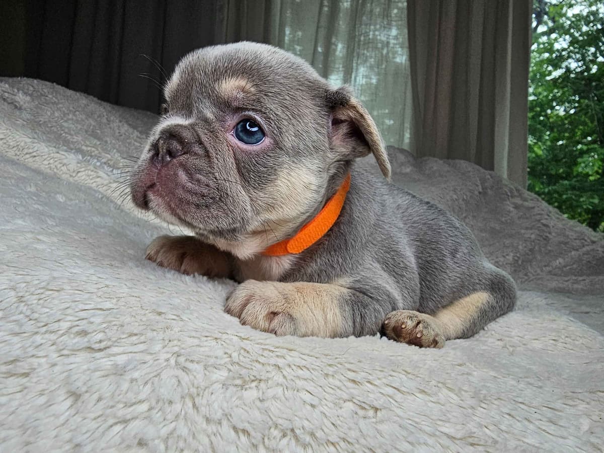 French Bulldog Puppies breeder image 2