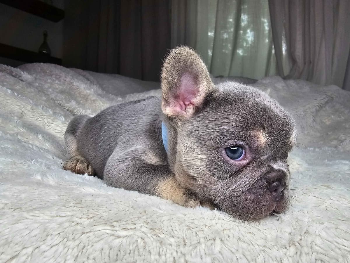 French Bulldog Puppies breeder image 4